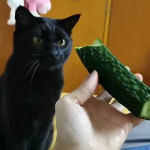 猫可以吃黄瓜吗-图1