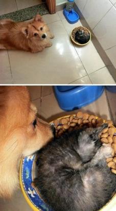 猫可以吃狗粮不?