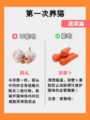 猫可以吃蛋白吗-图1