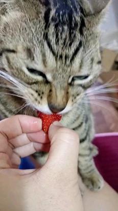 猫可以吃草莓吗-图1