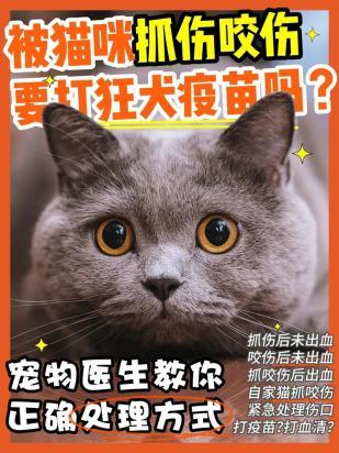 猫狂犬多久打一次-图1