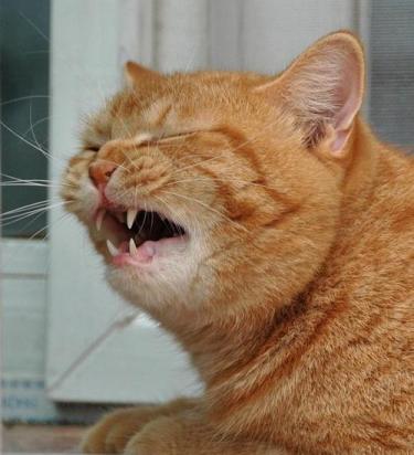 猫经常打喷嚏但是精神很好-图1