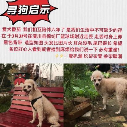 白天是狗晚上是老公的说说-图1