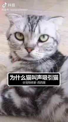 猫半夜嗷嗷叫怎么回事