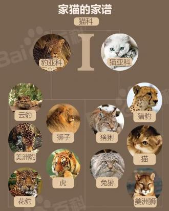 猫科动物有哪些-图1