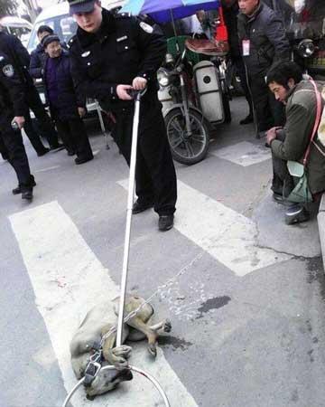 暴力打狗的人法律