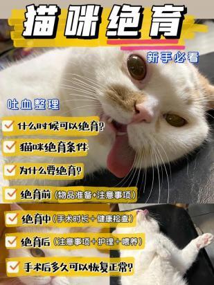 猫绝育的最佳时间-图1
