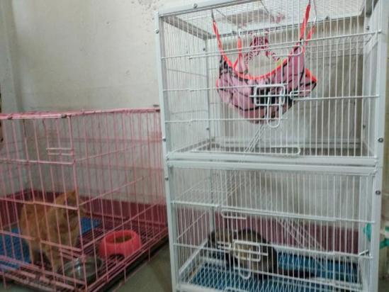 北京狗狗寄养单间人犬同住-图1