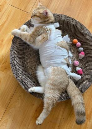 猫绝育醒了以后像疯了一样-图1