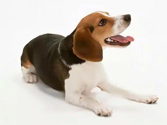 72种名犬小型犬图片及名字-图1