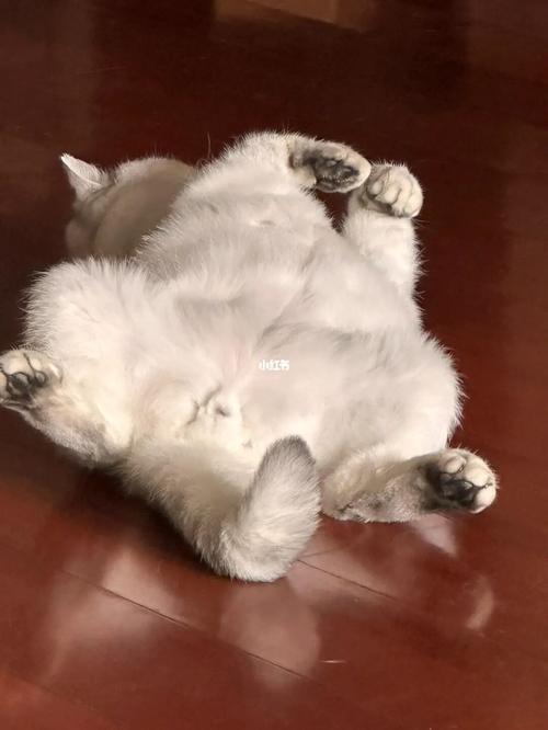猫淋湿一宿会死吗-图1