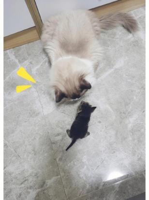 猫经常把衣服叼到地上还叫-图1
