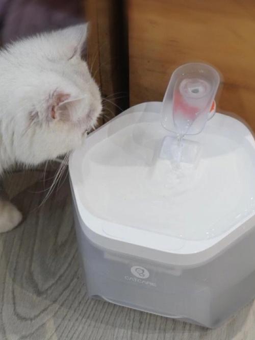 猫老是喝花盆里的脏水-图1