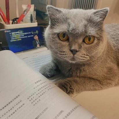 猫进教室预示着什么-图1