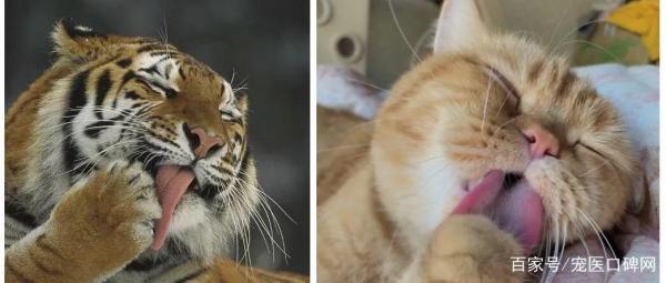猫看到老虎会害怕吗-图1