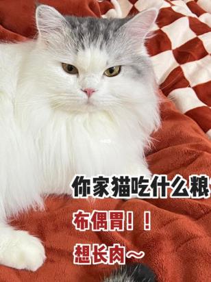 猫粮没有了吃什么应急-图1