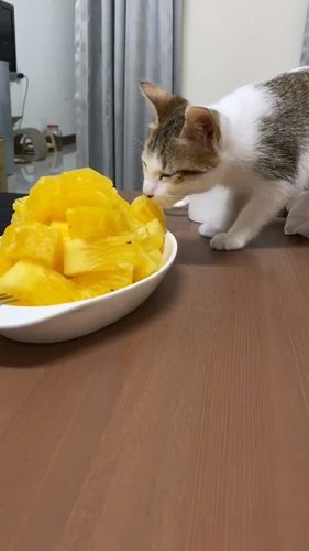 猫可以吃菠萝吗-图1