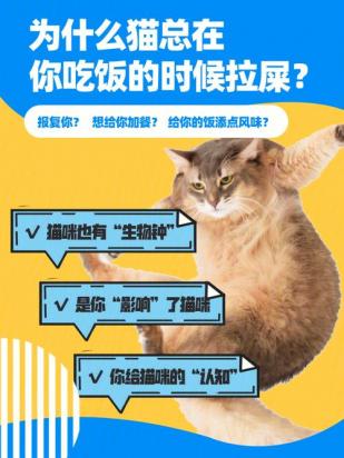 猫报复性拉屎往死里打