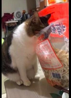 猫可以吃鱿鱼吗-图1