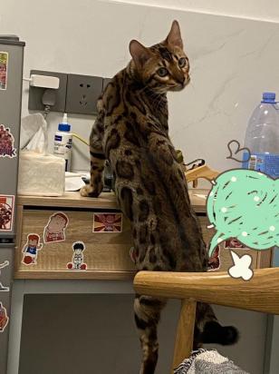 猫豹子图片大全-图1