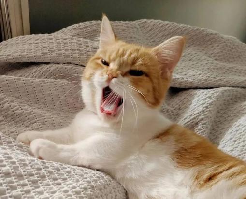 猫咪被打惨叫声MP3及行为引导方法-1