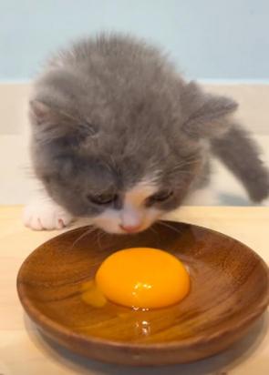 猫可以吃蛋黄吗-图1