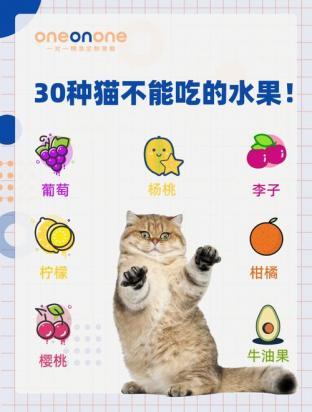 猫可以吃什么水果-图1