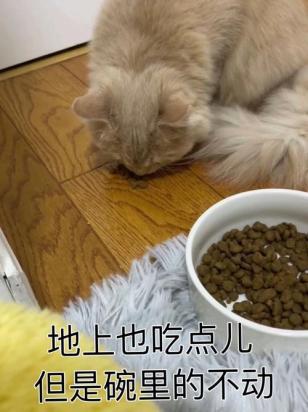 猫临时吃一点狗粮没事吧-图1