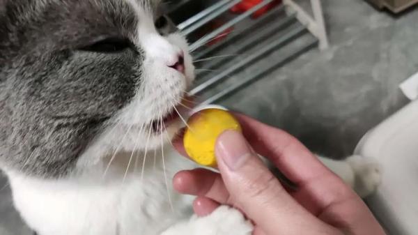 猫可以吃蛋黄吗熟的-图1