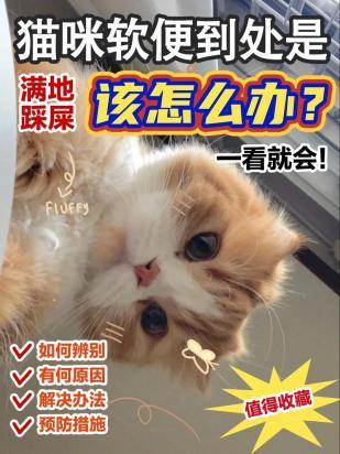 猫拉软便的原因是什么