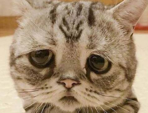 猫绝育后还会发情吗-图1