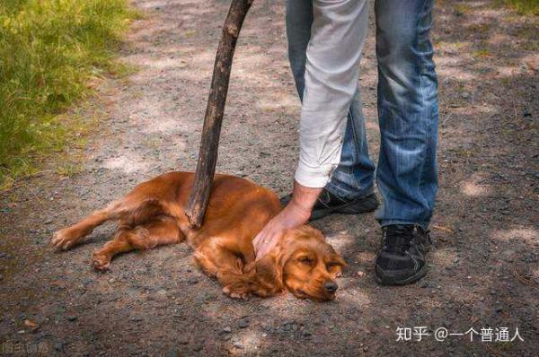 不打狗狗会不怕主人吗