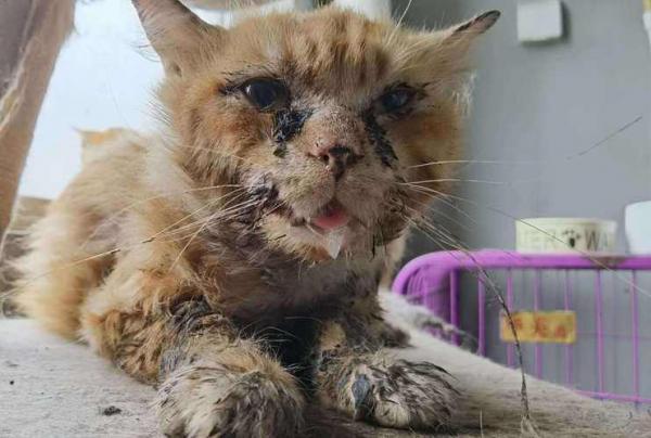 猫杯状病毒可以自愈吗