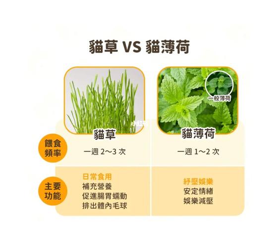 猫薄荷对猫有危害么-图1