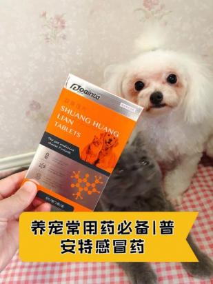 2个月小狗感冒吃什么药-图1