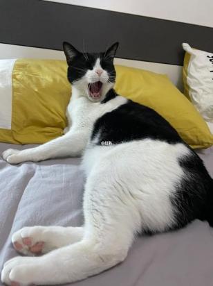 猫被当枕头难受吗-图1