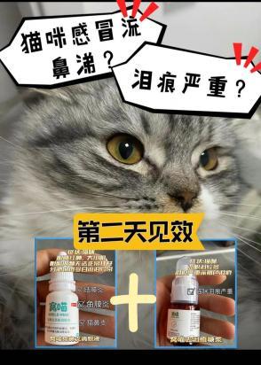 猫流鼻涕怎么回事