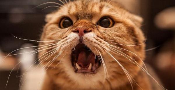 猫老是叫唤是怎么回事
