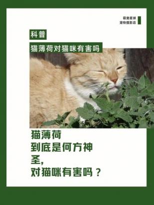 猫薄荷可以直接给猫咪吃吗-图1