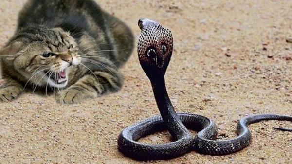 猫被毒蛇咬了为什么不死-图1