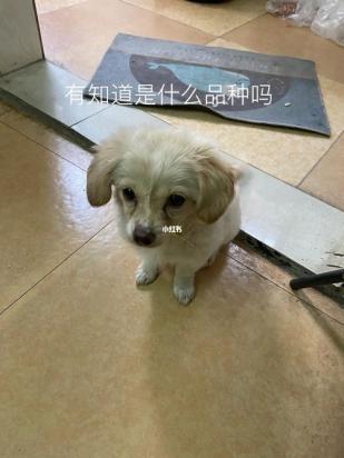本人长期上门回收宠物狗-图1