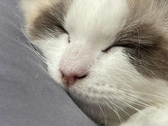 猫鼻子干燥嗜睡无精神呕吐-图1
