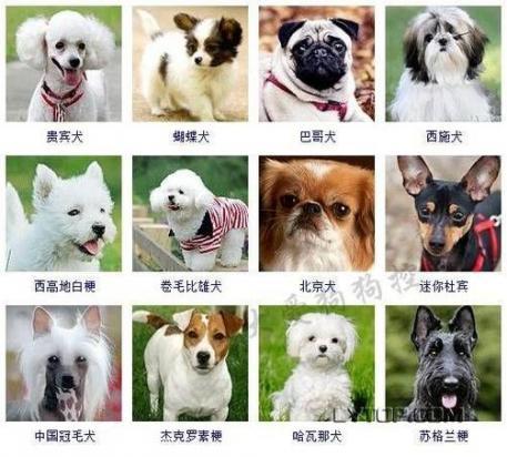 宠物狗名称大全-图1