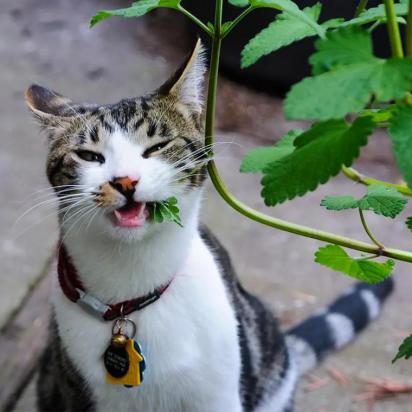 猫薄荷是什么植物-图1