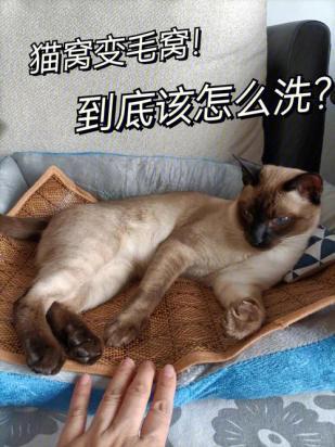 猫毛满天飞教你三招-图1