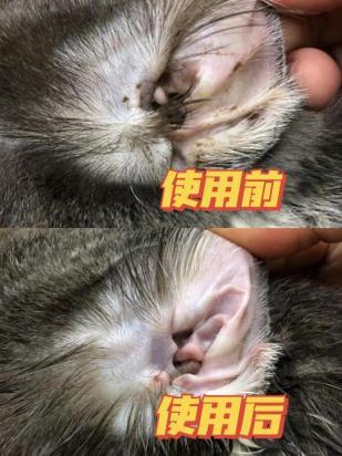 猫毛危害