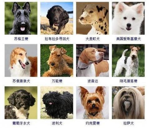 宠物狗排行榜前十名-图1
