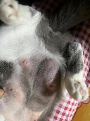 猫猫乳头有硬块-图1