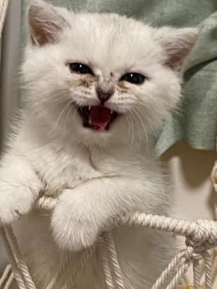 猫泪痕严重怎么去除