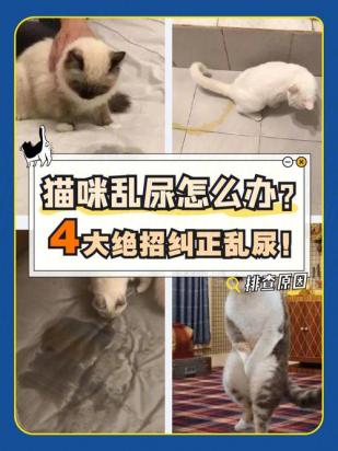 猫报复性拉尿怎么解决-图1